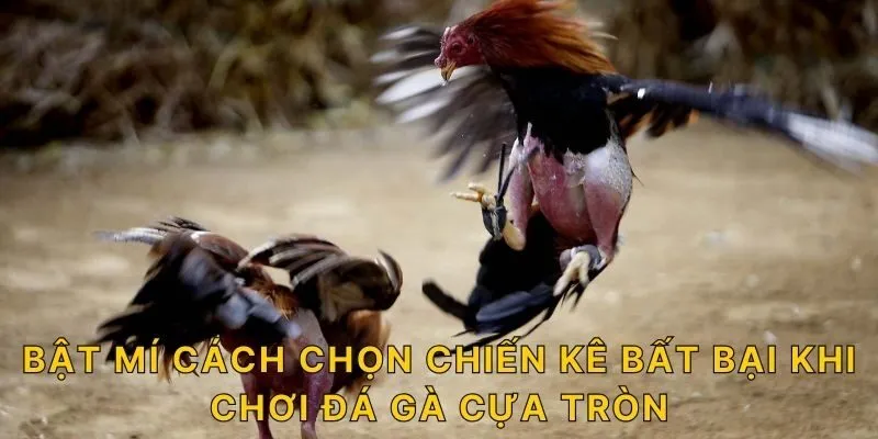 Bật mí cách chọn chiến kê bất bại khi chơi đá gà cựa tròn
