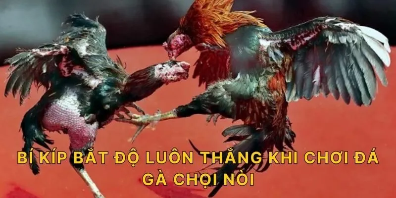 Bí kíp bắt độ luôn thắng khi chơi đá gà chọi nòi