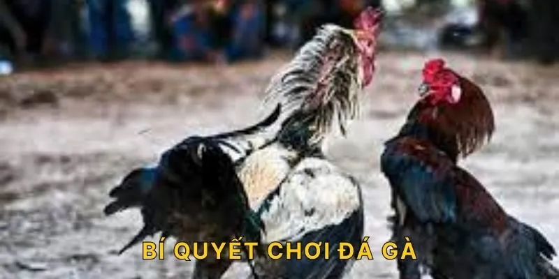 Tổng Hợp Các Bí Quyết Chơi Đá Gà Luôn Thắng Cho Cược Thủ