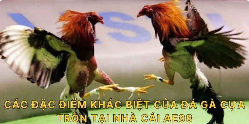 Các đặc điểm khác biệt của đá gà cựa tròn tại nhà cái AE88