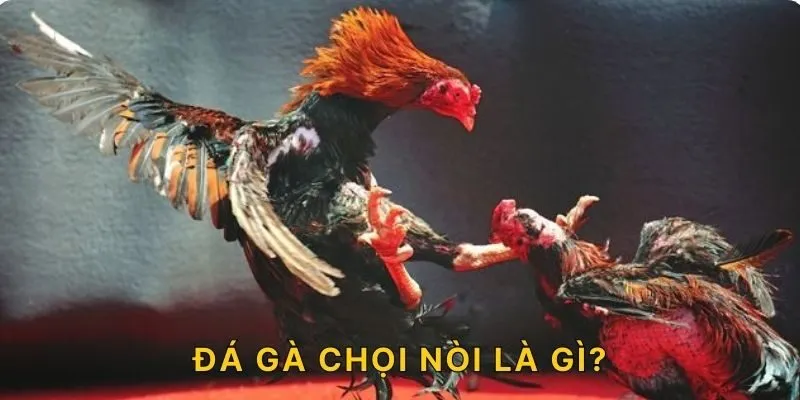 Đá gà chọi nòi là gì?