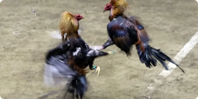 Đá gà Philipines mang đến cho người chơi những trải nghiệm gì?