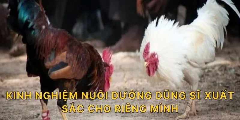 Kinh nghiệm nuôi dưỡng dũng sĩ xuất sắc cho riêng mình