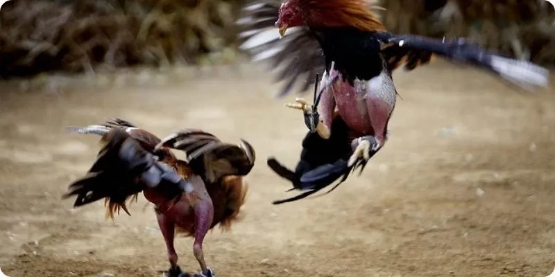 Làm thế nào để tham gia đặt cược đá gà Philipines