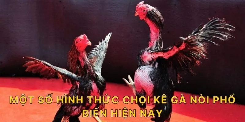 Một số hình thức chọi kê gà nòi phổ biến hiện nay