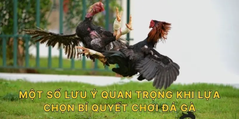 Một số lưu ý quan trọng khi lựa chọn bí quyết chơi đá gà 