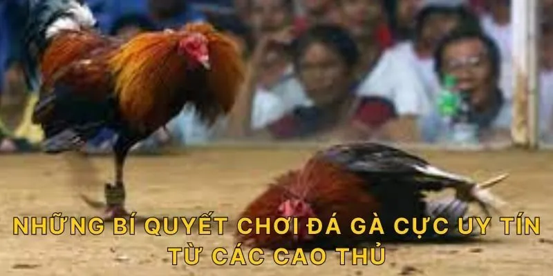 Những bí quyết chơi đá gà cực uy tín từ các cao thủ