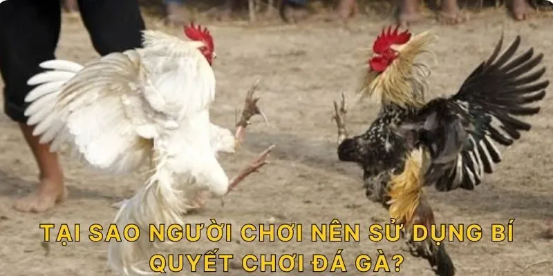 Tại sao người chơi nên sử dụng bí quyết chơi đá gà?