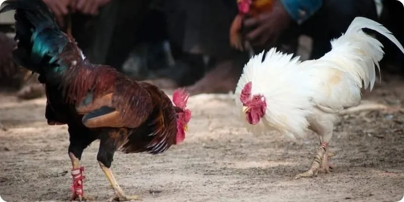 Tìm hiểu về loại hình đá gà Philipines
