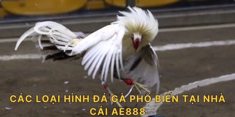 Các loại hình đá gà phổ biến tại nhà cái AE888