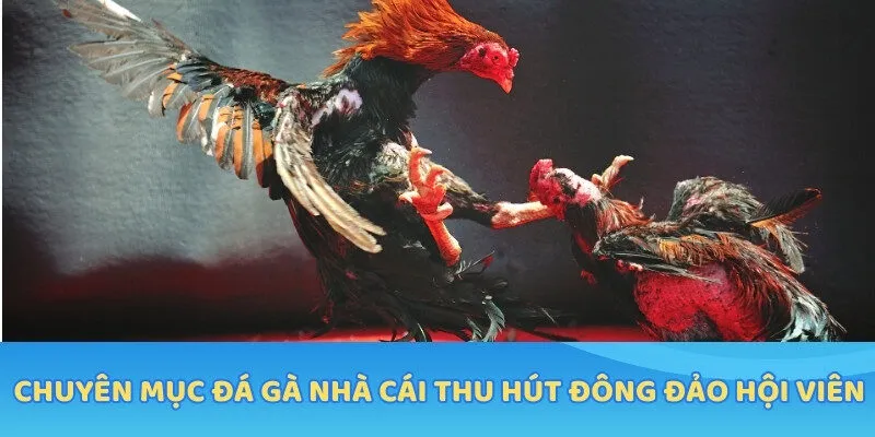 Chuyên mục Đá Gà nhà cái thu hút đông đảo hội viên