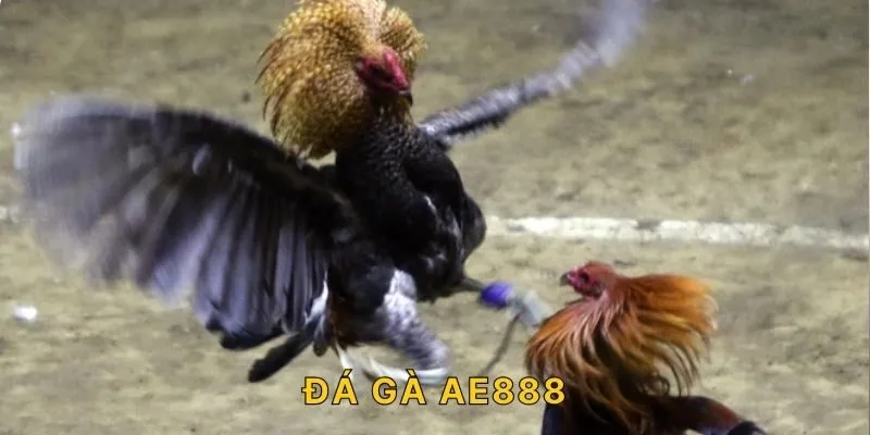 Đá Gà AE888