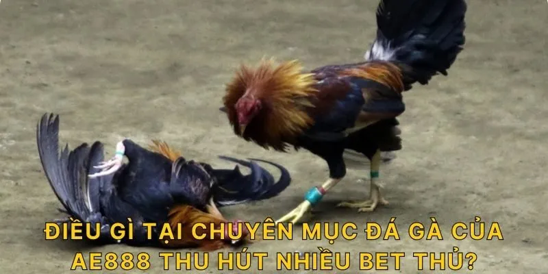 Điều gì tại chuyên mục đá gà của AE888 thu hút nhiều bet thủ?