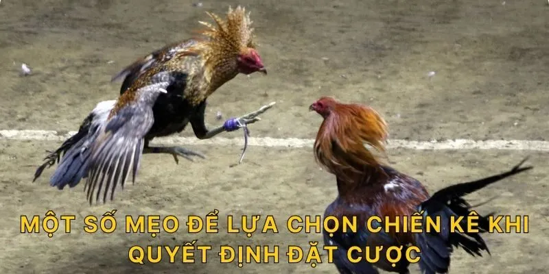 Một số mẹo để lựa chọn chiến kê khi quyết định đặt cược