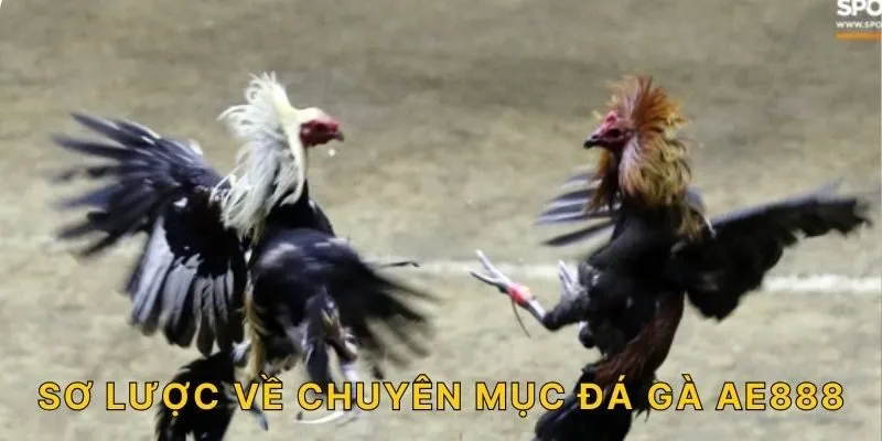 Sơ lược về chuyên mục đá gà AE888